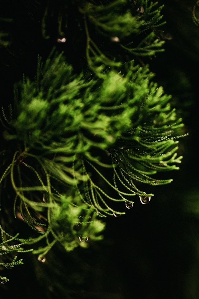 Botanical Extracts